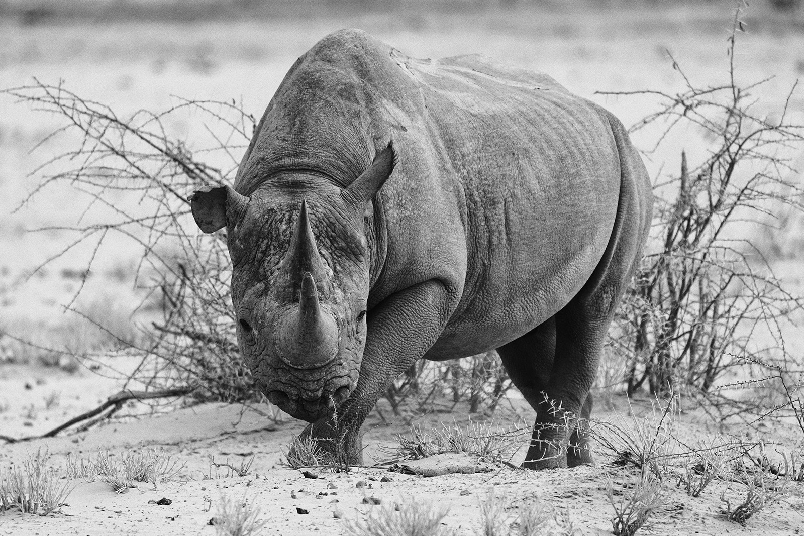 1st - Black Rhino (wild) Namibia by Dave Taylor