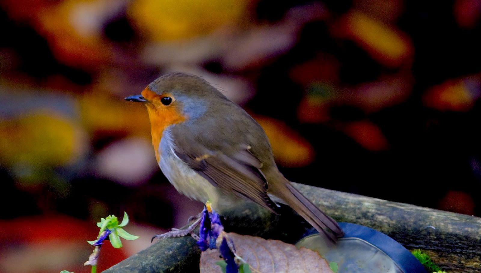 Commended Christmas Robin by Eric Thomas