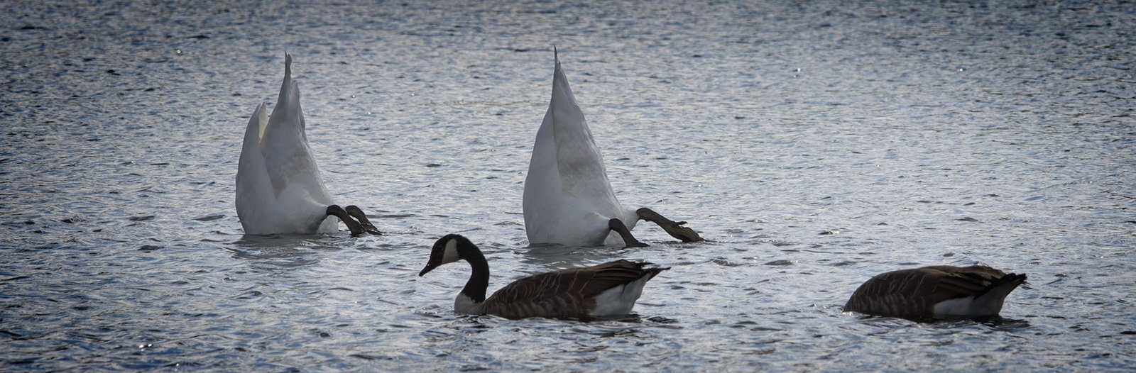 C Bottoms Up by Emma Drummond