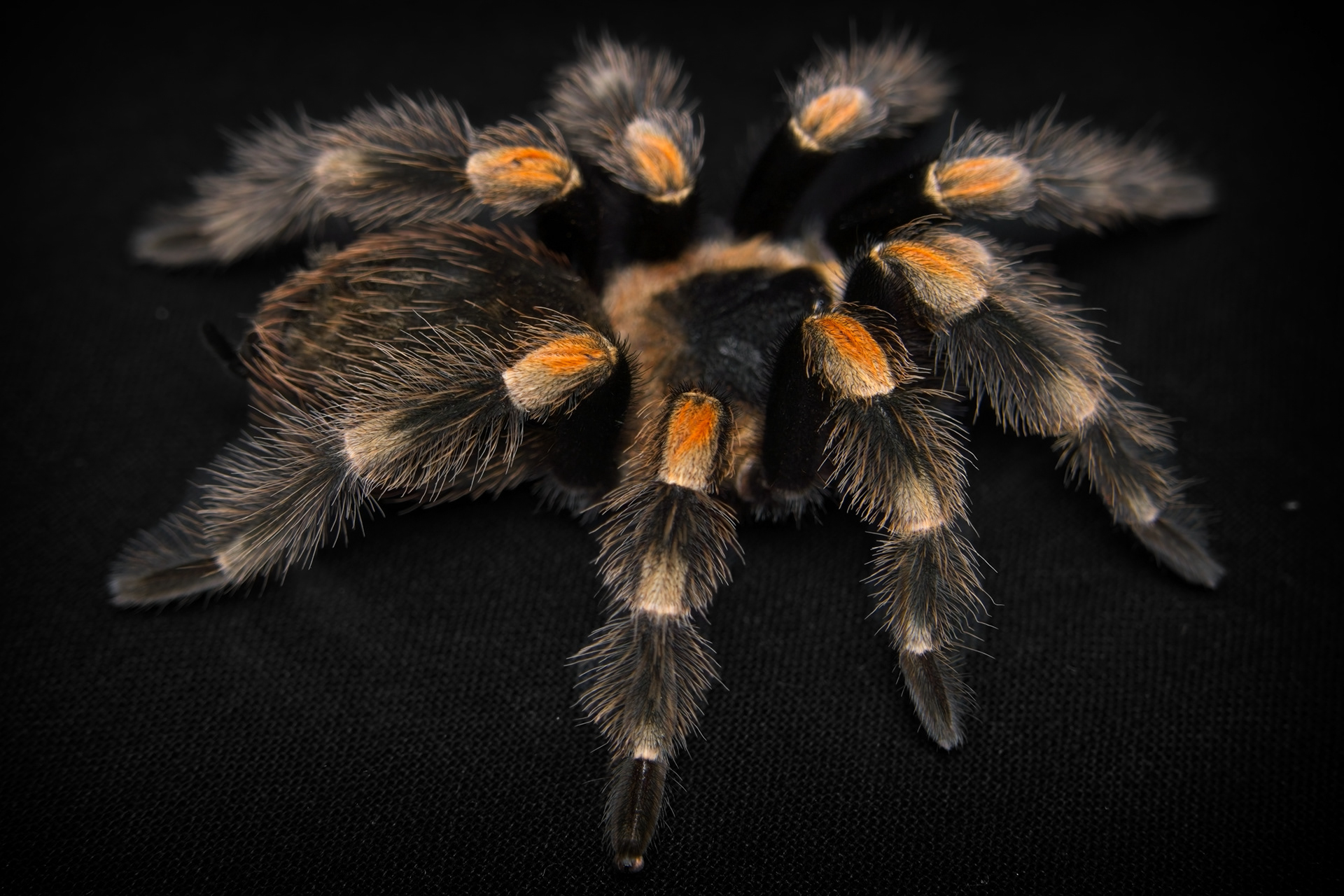 Commended Spider by Emma Drummond