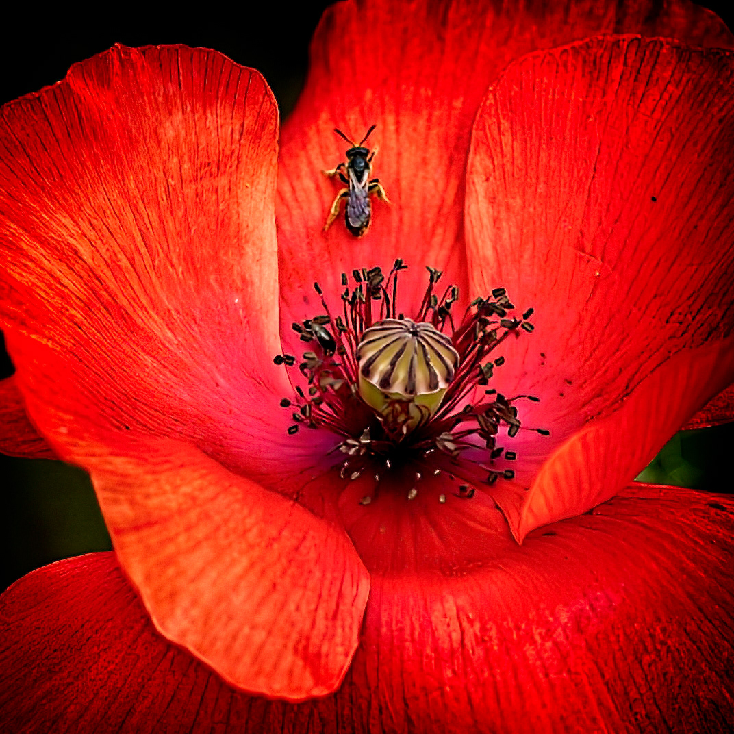 Commended Beauty and the mini beast by Cheryl Wood