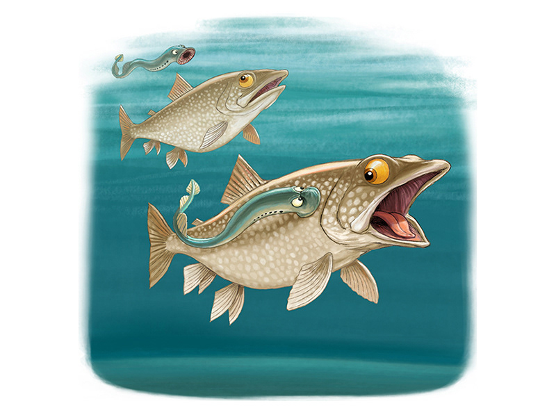 Lamprey