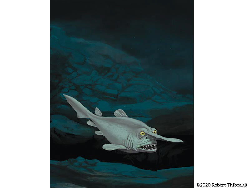 Goblin Shark