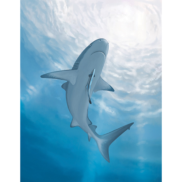 Shark & Remora