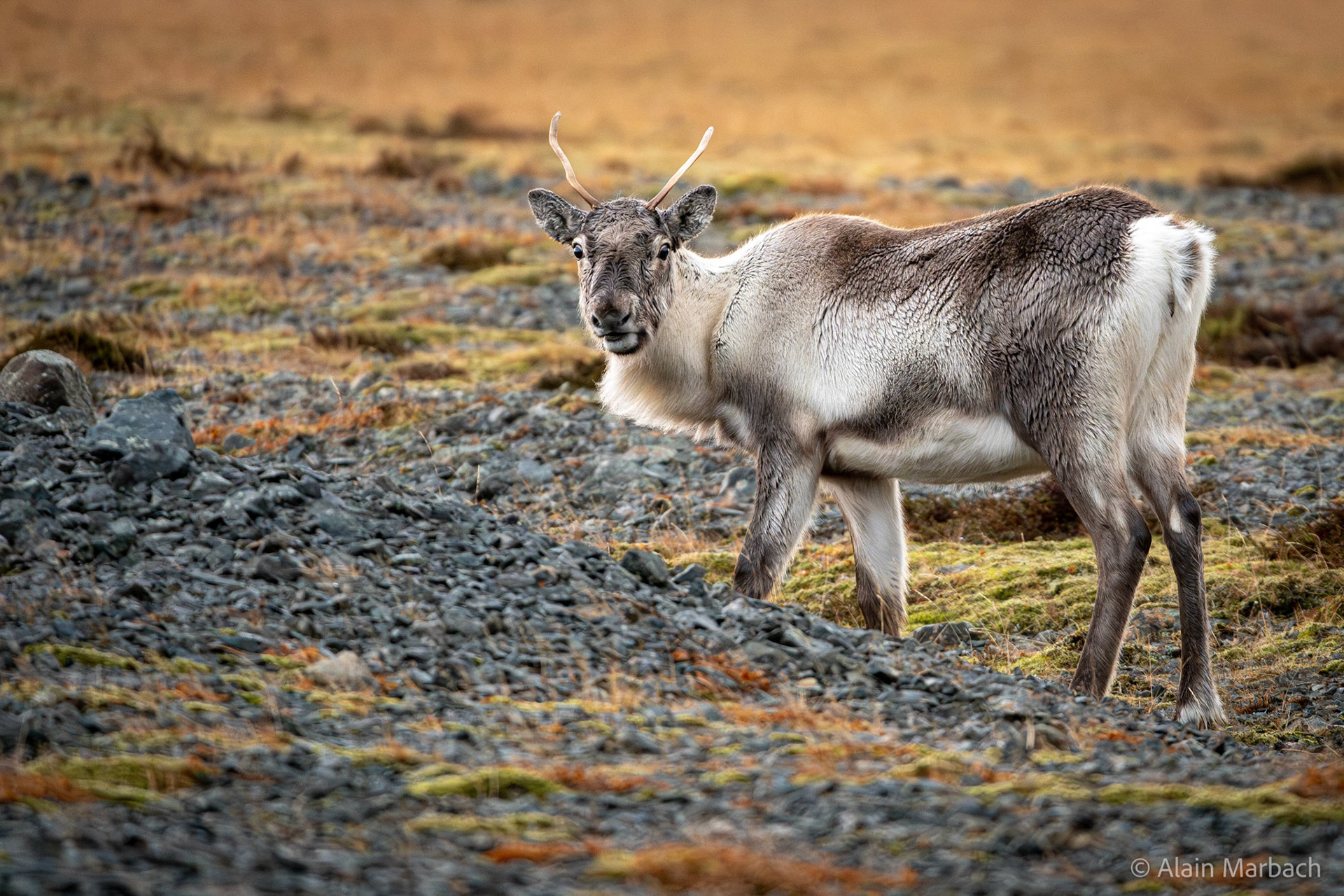 Renne - Höfn i Hornafirôi