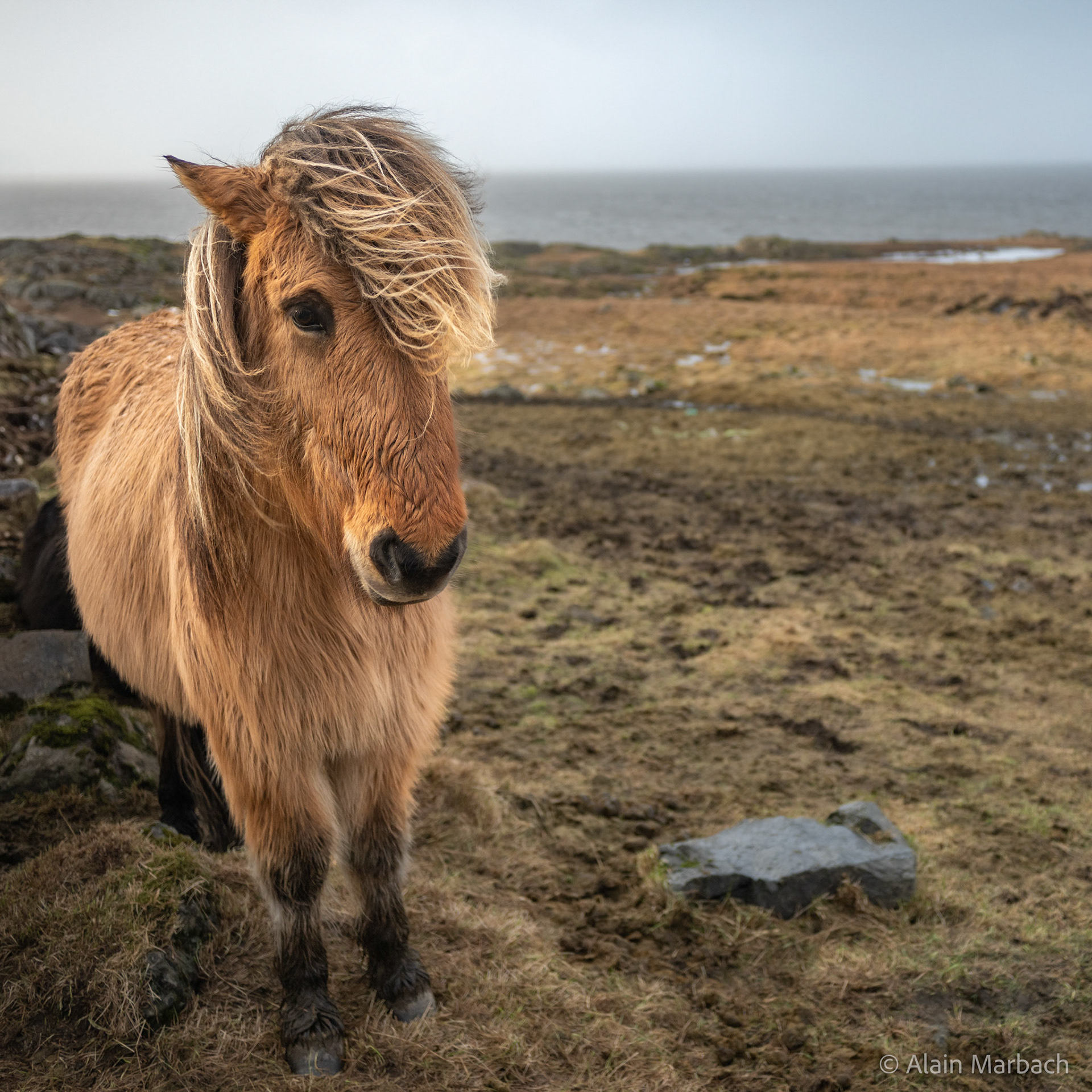 Islandais - Höfn i Hornafirôi