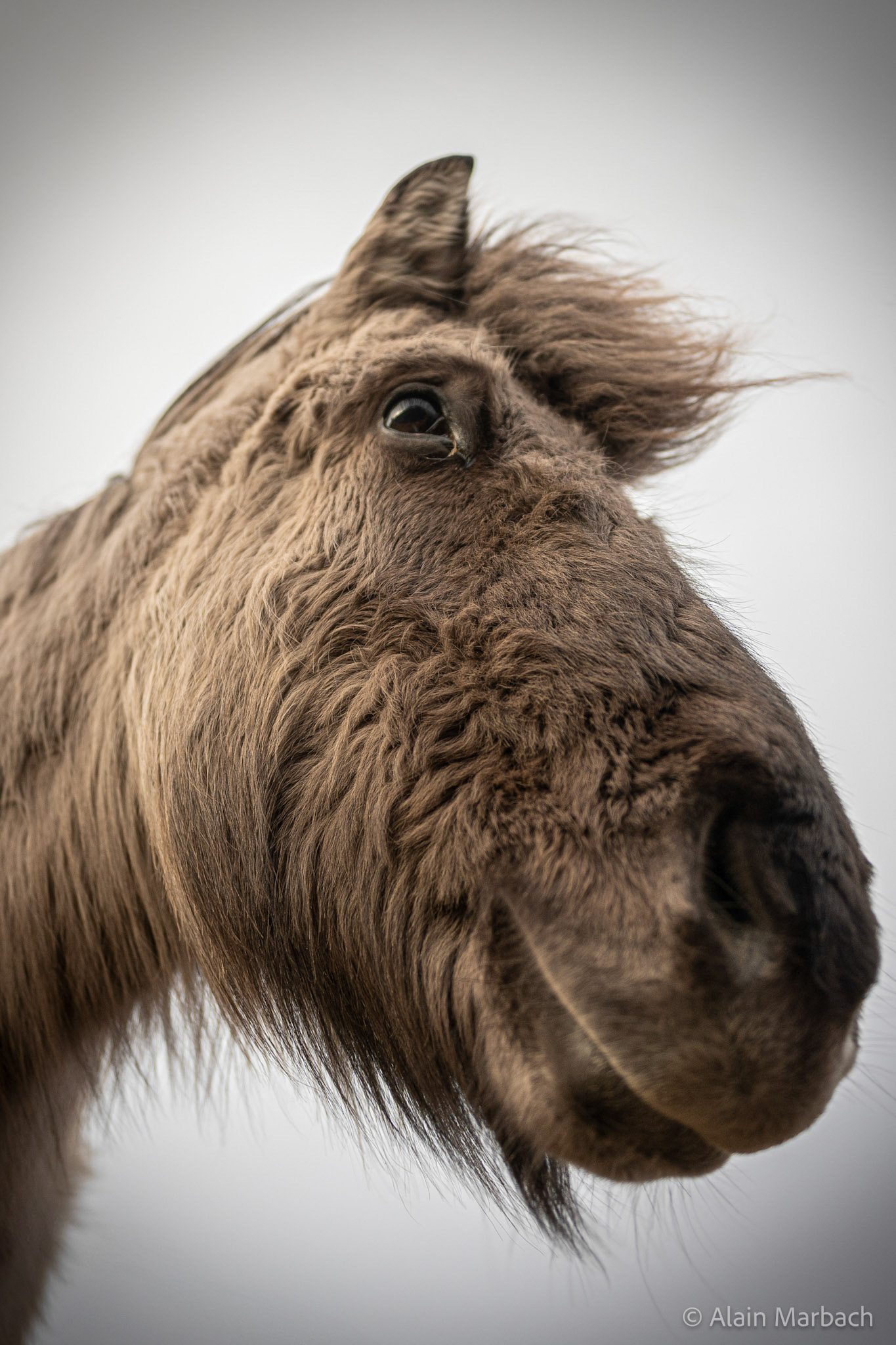 Islandais - Höfn i Hornafirôi