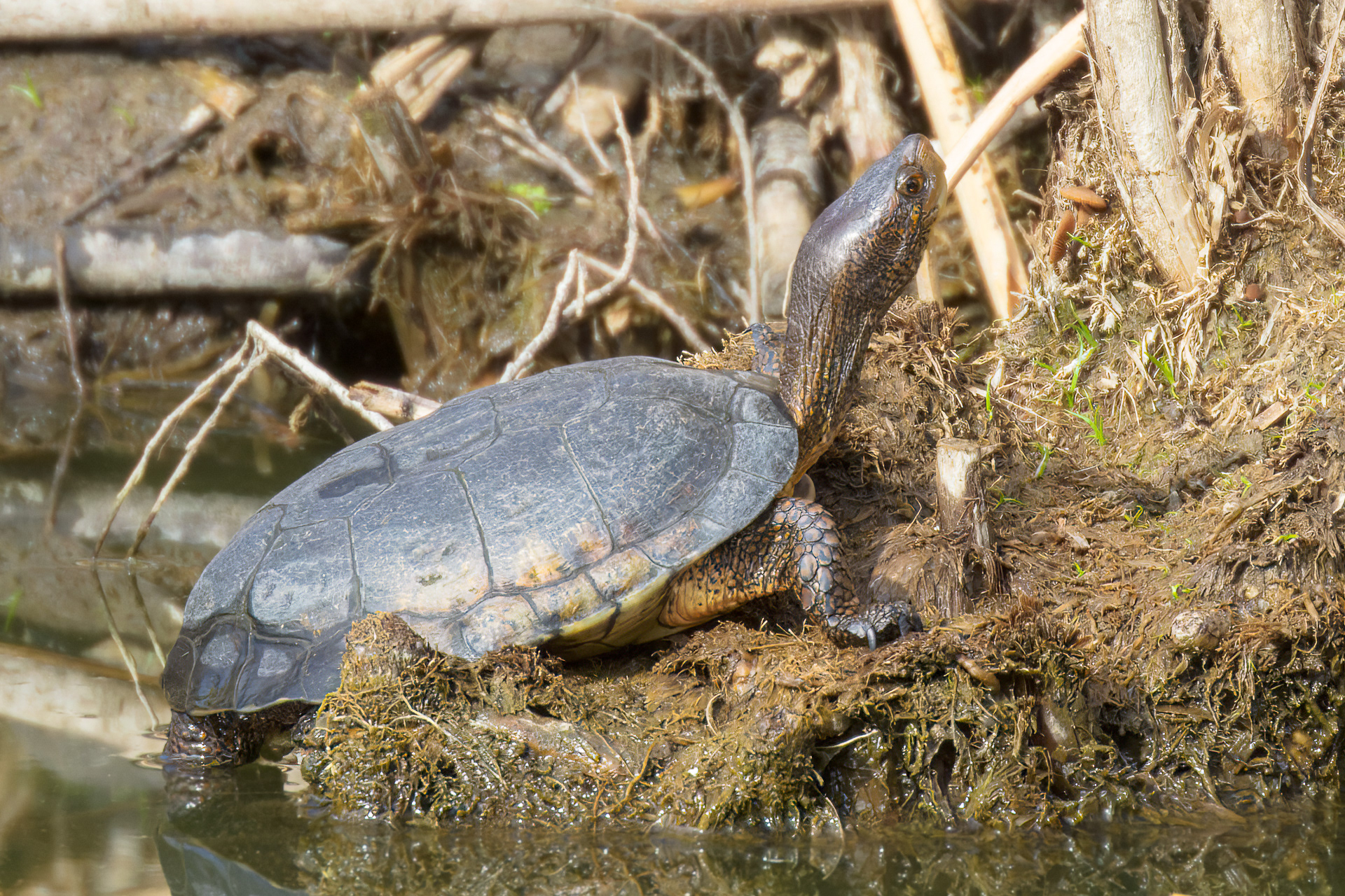 Western Pond Turtle