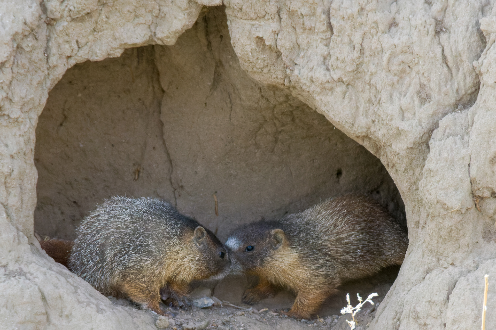 Yellow-bellied Marmot
