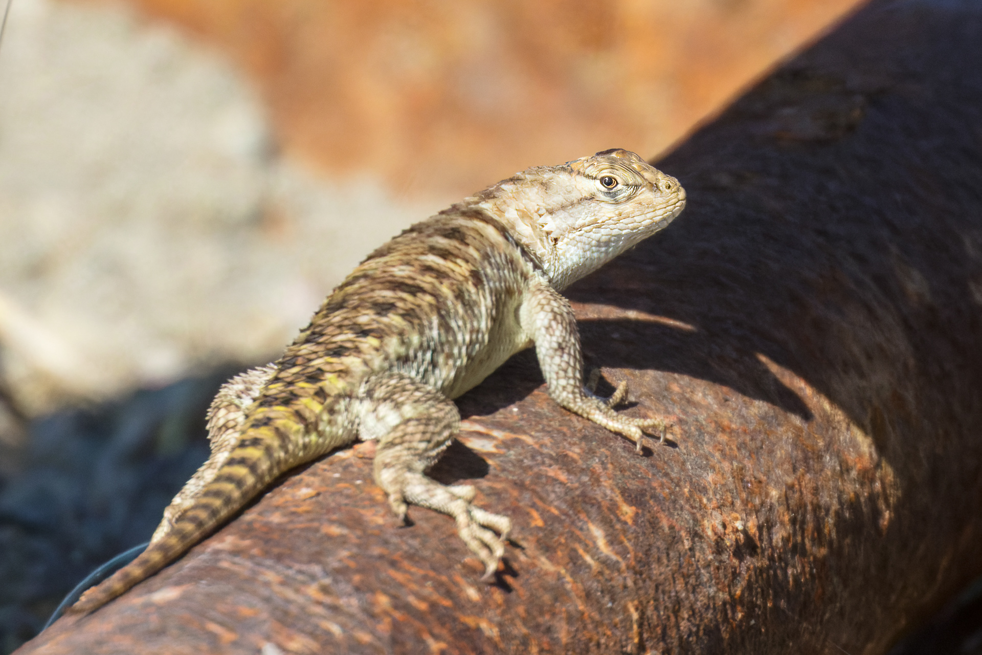 Desert Spiny Lizard