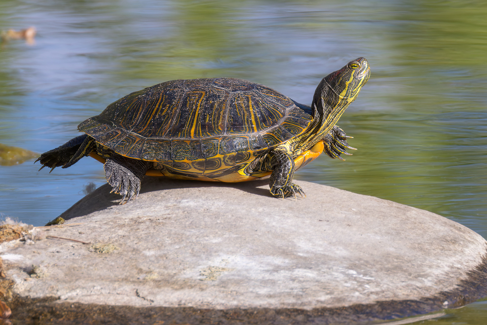 Red-eared Slider