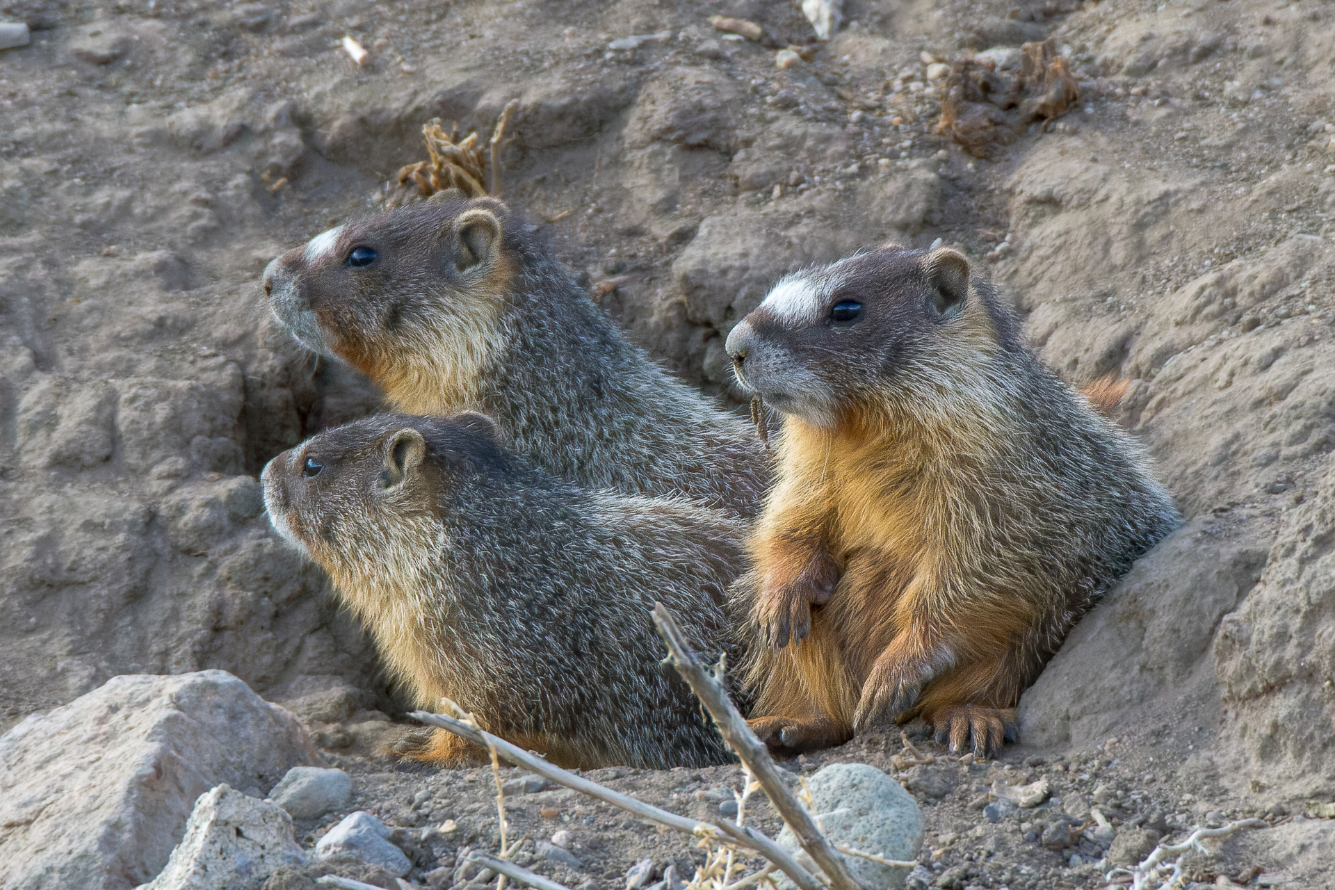 Yellow-bellied Marmot