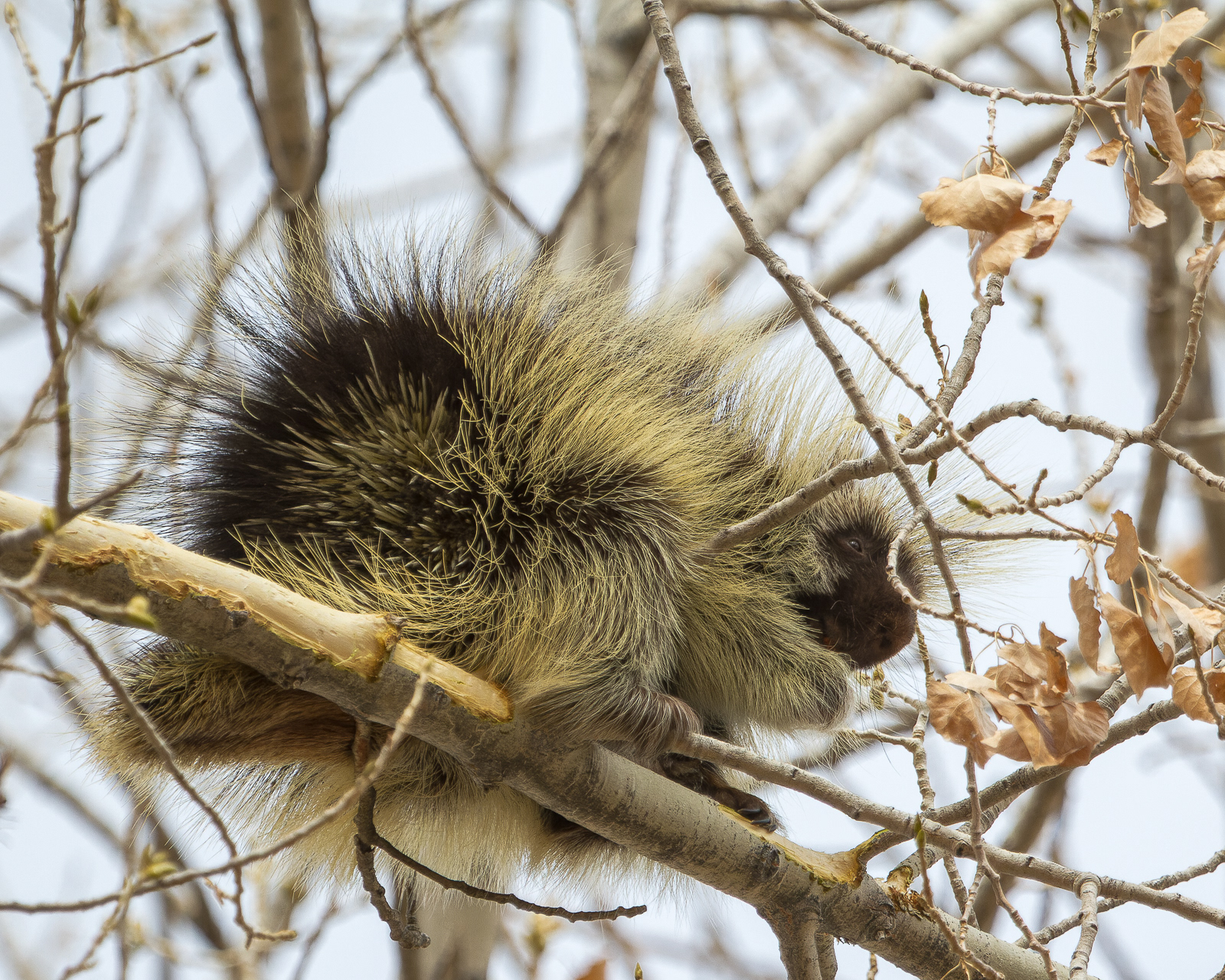 Porcupine