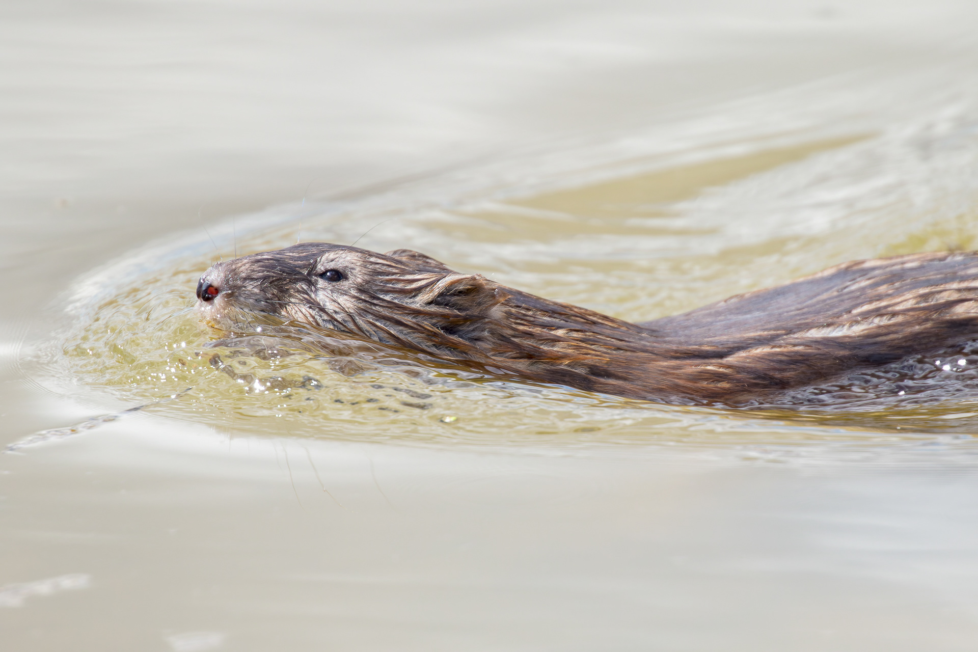 Muskrat