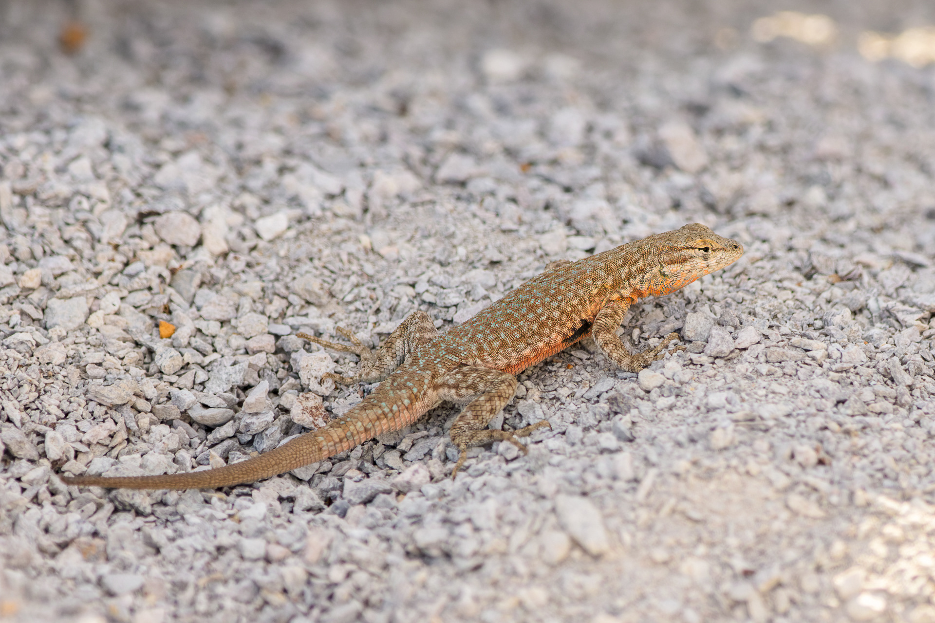 Common Side-blotched Lizard
