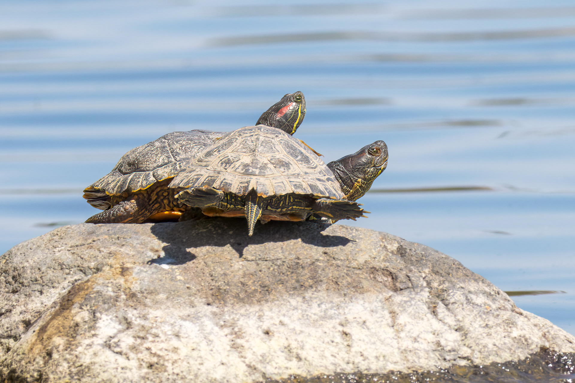 Red-eared Slider