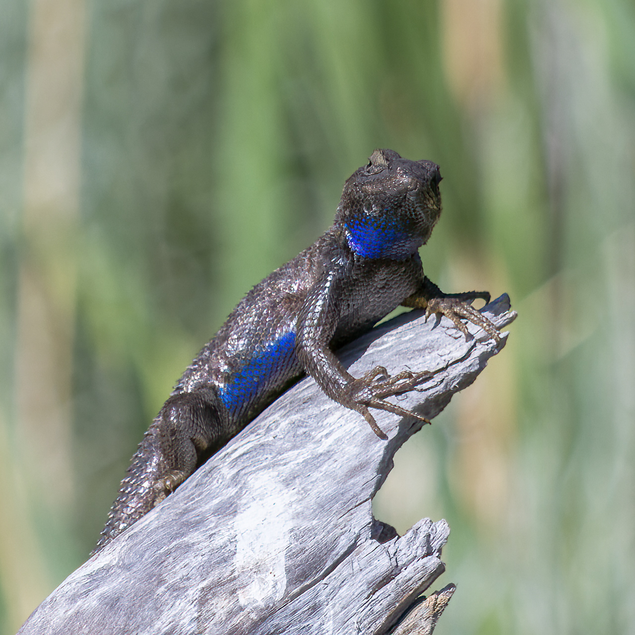 Western Fence Lizard