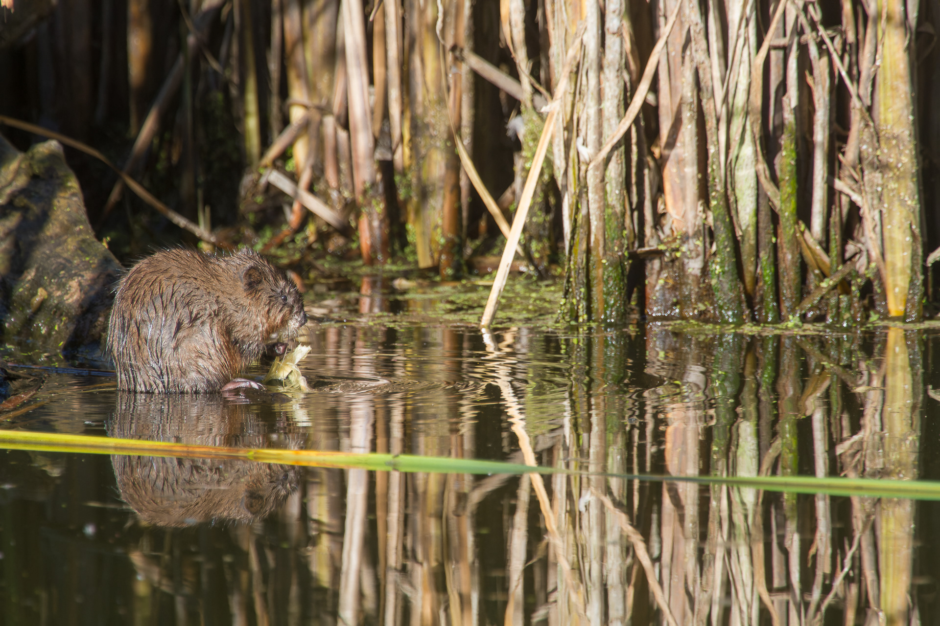 Muskrat