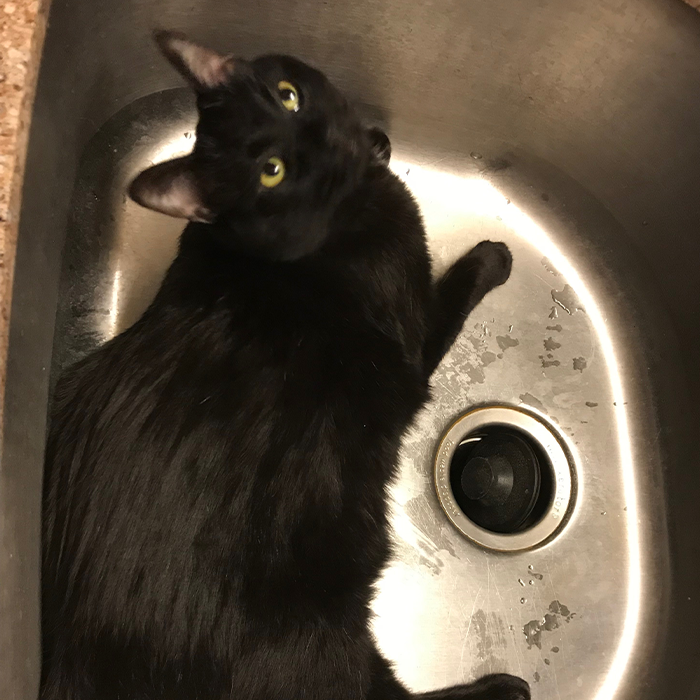 Cosmo