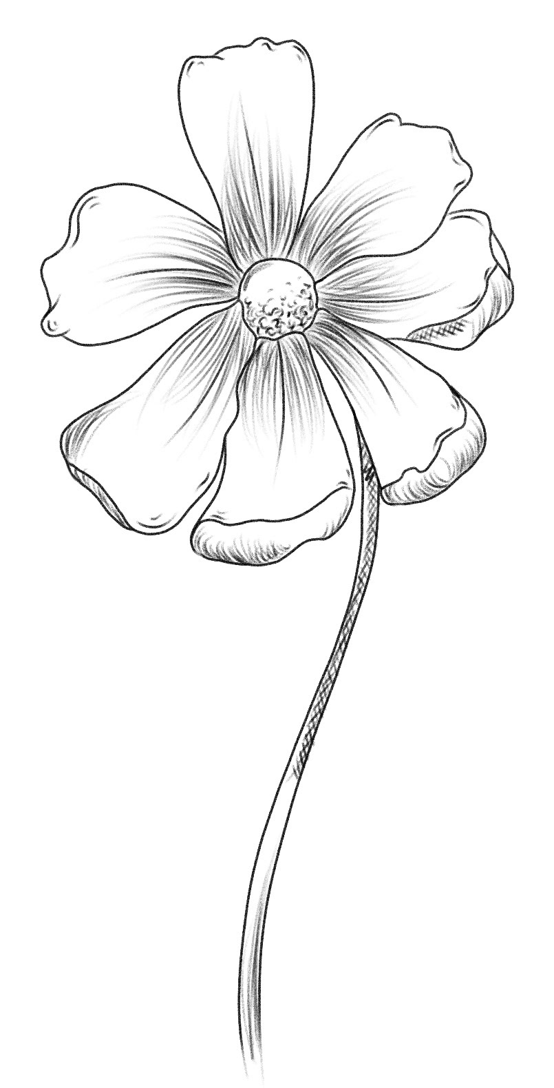 Cosmos Flower