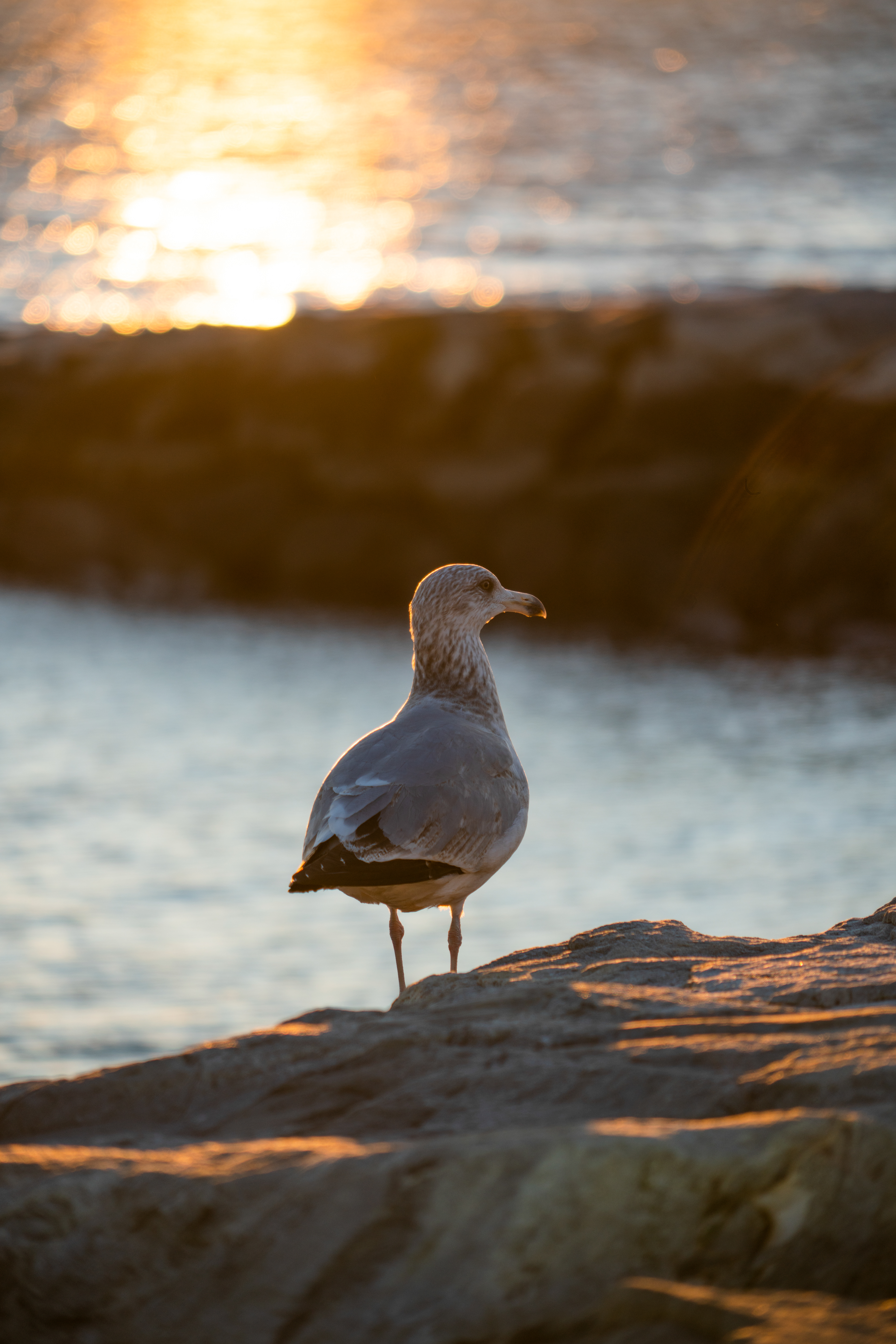 Seagull