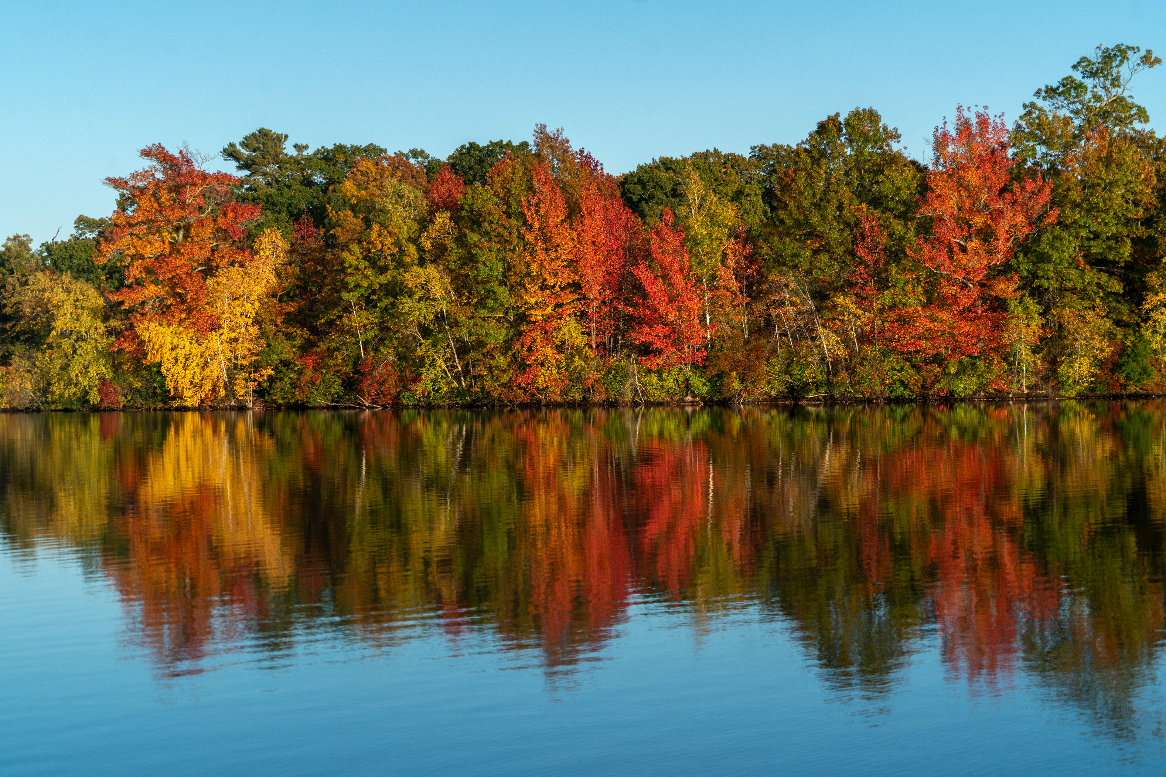 Roger Williams Park, Autumn (5x7, $50)