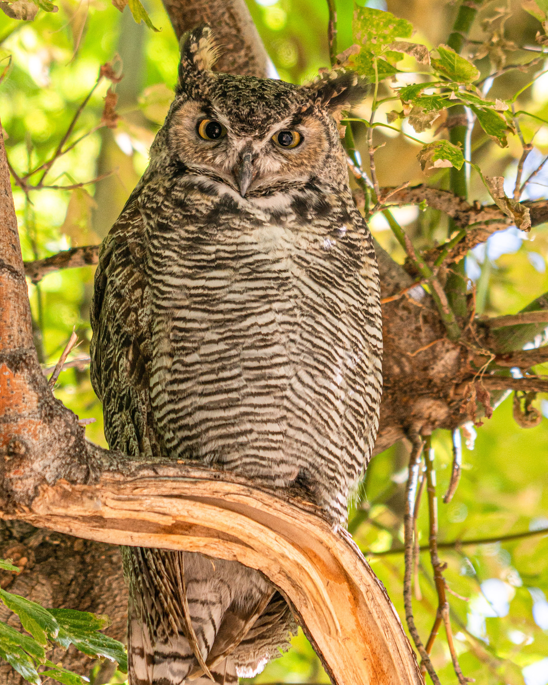 Great Horned Owl, Antelope Island