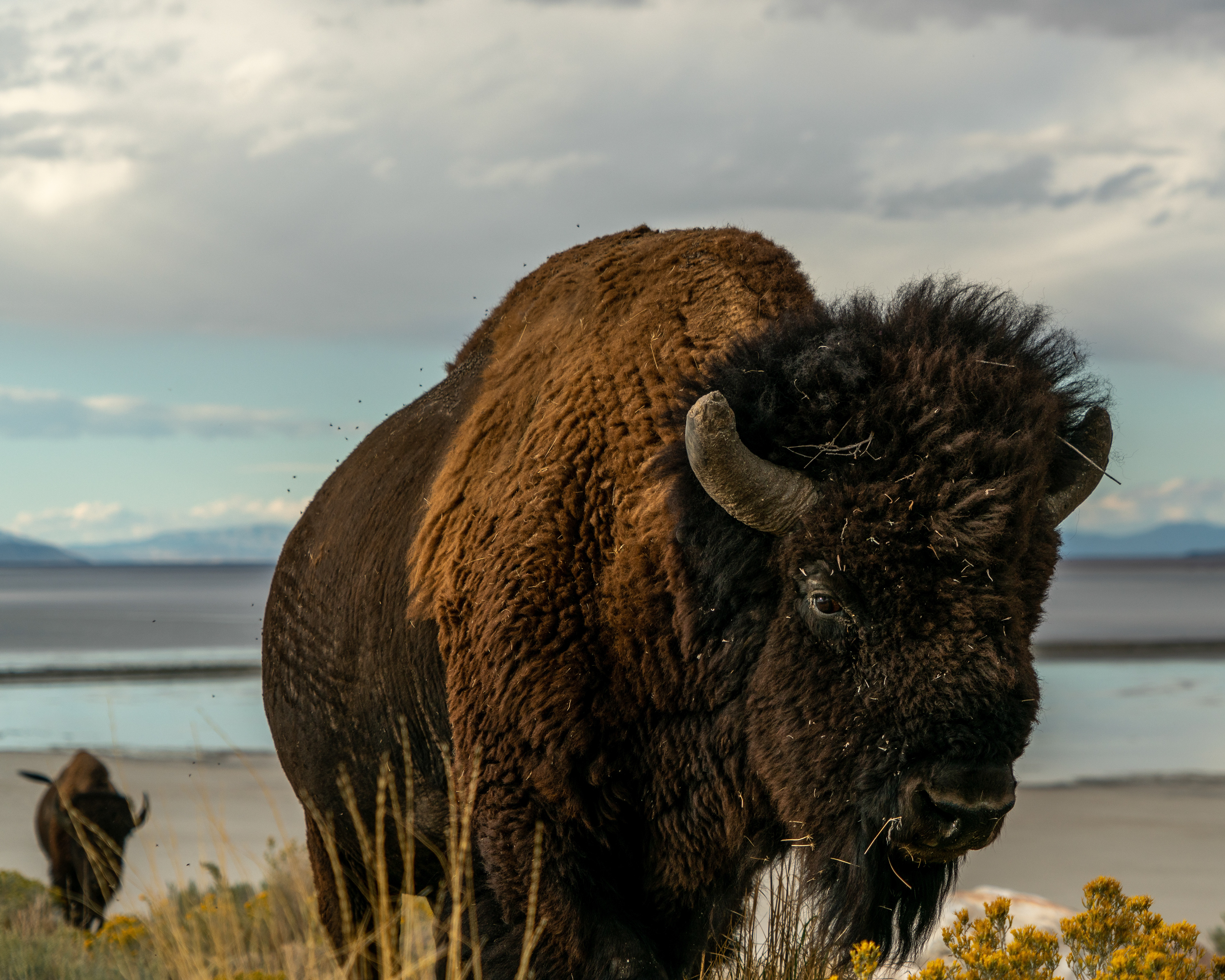 Bison, Antelope Island
