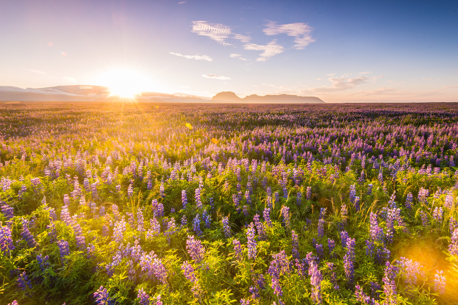 Champs de Lupins