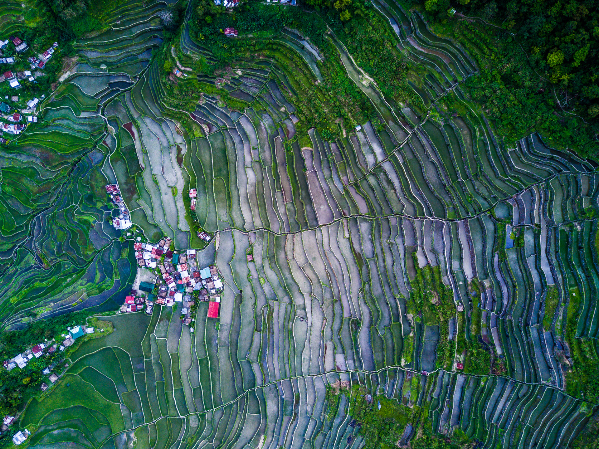 Terrace de riz, Batad