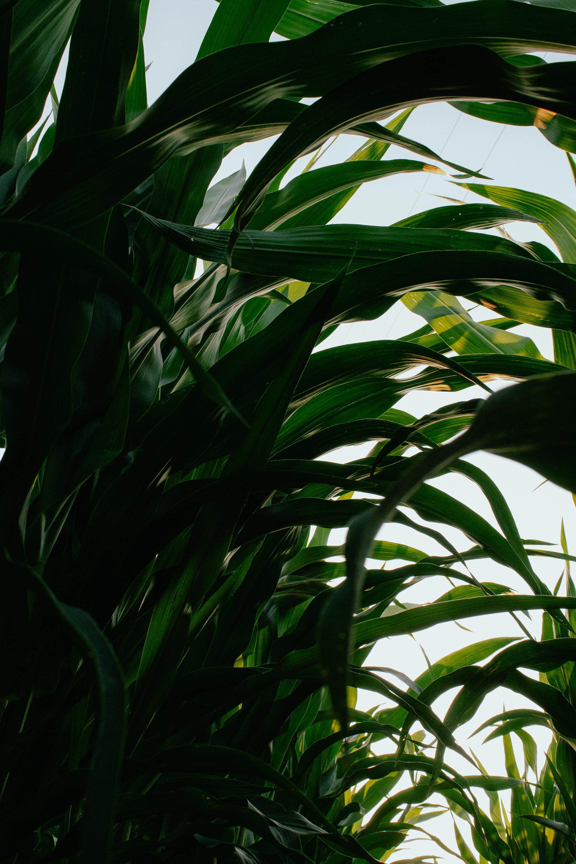 Iowa