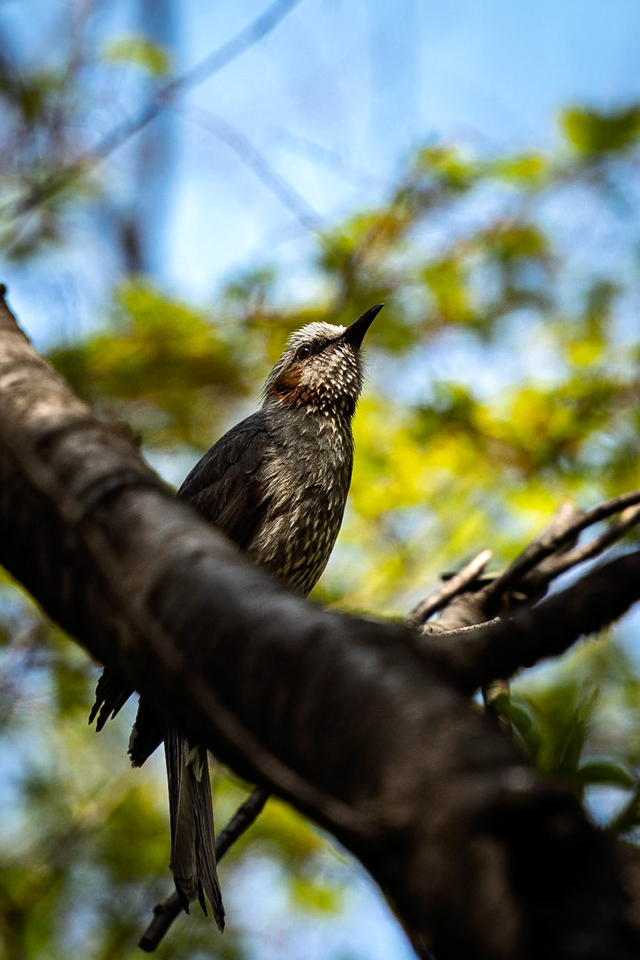 South Korea, Seoul. Brown-eared Bulbul.