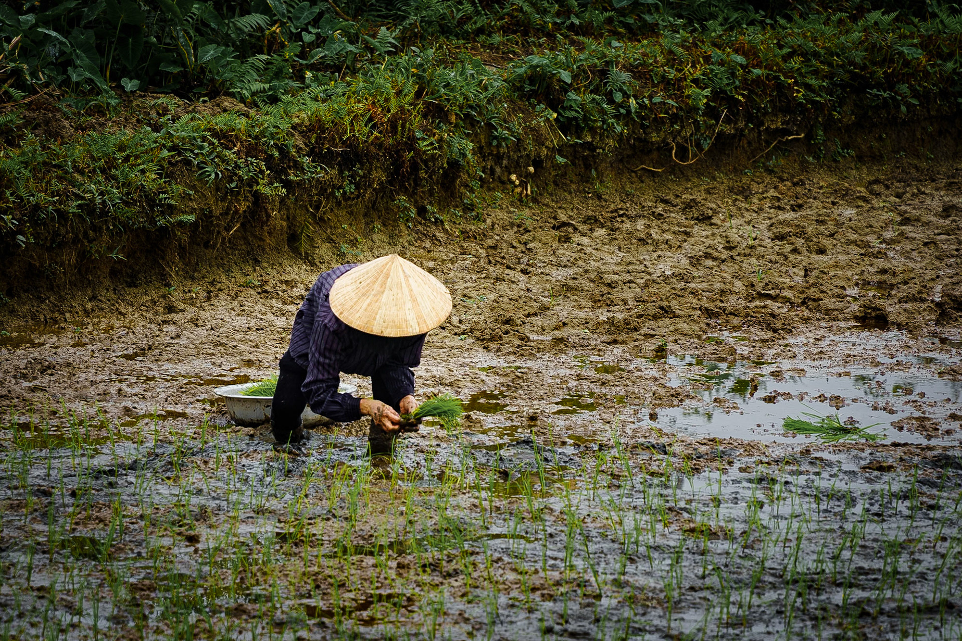 Rice fields of Ninh Binh