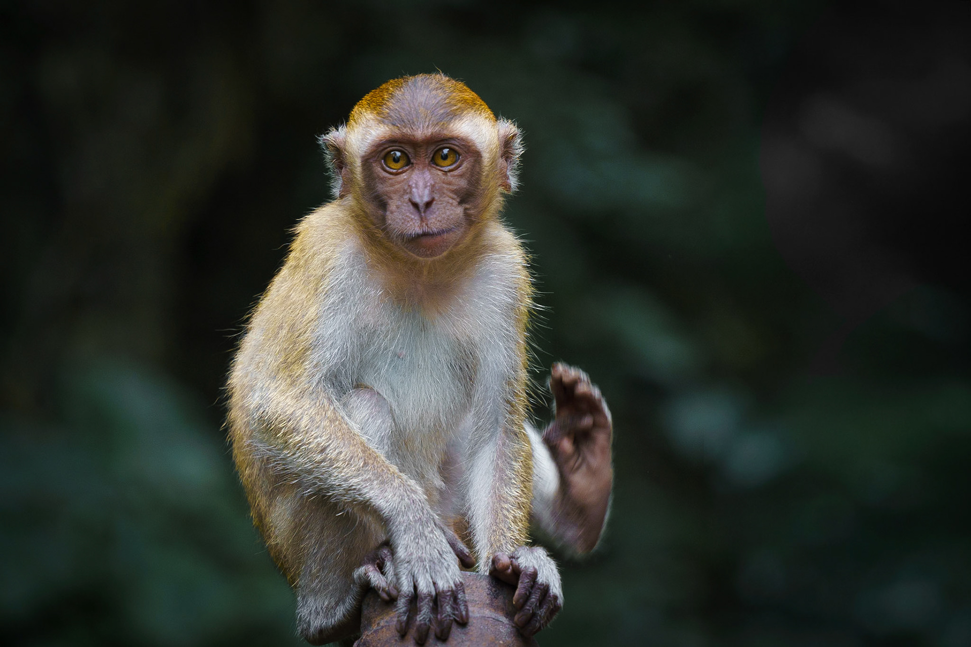 Malaysia, Kuala Lumpur