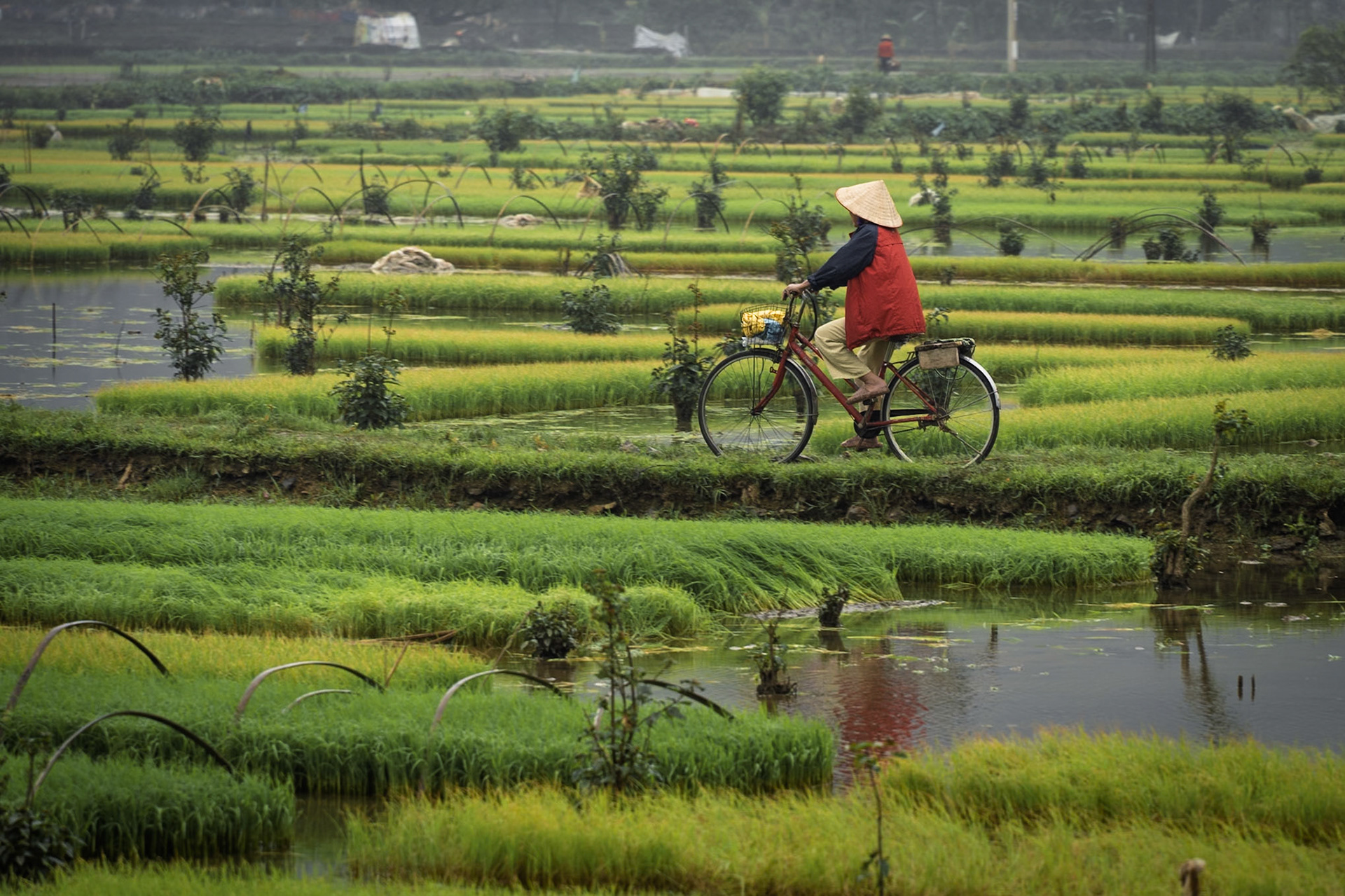 Rice fields of Ninh Binh