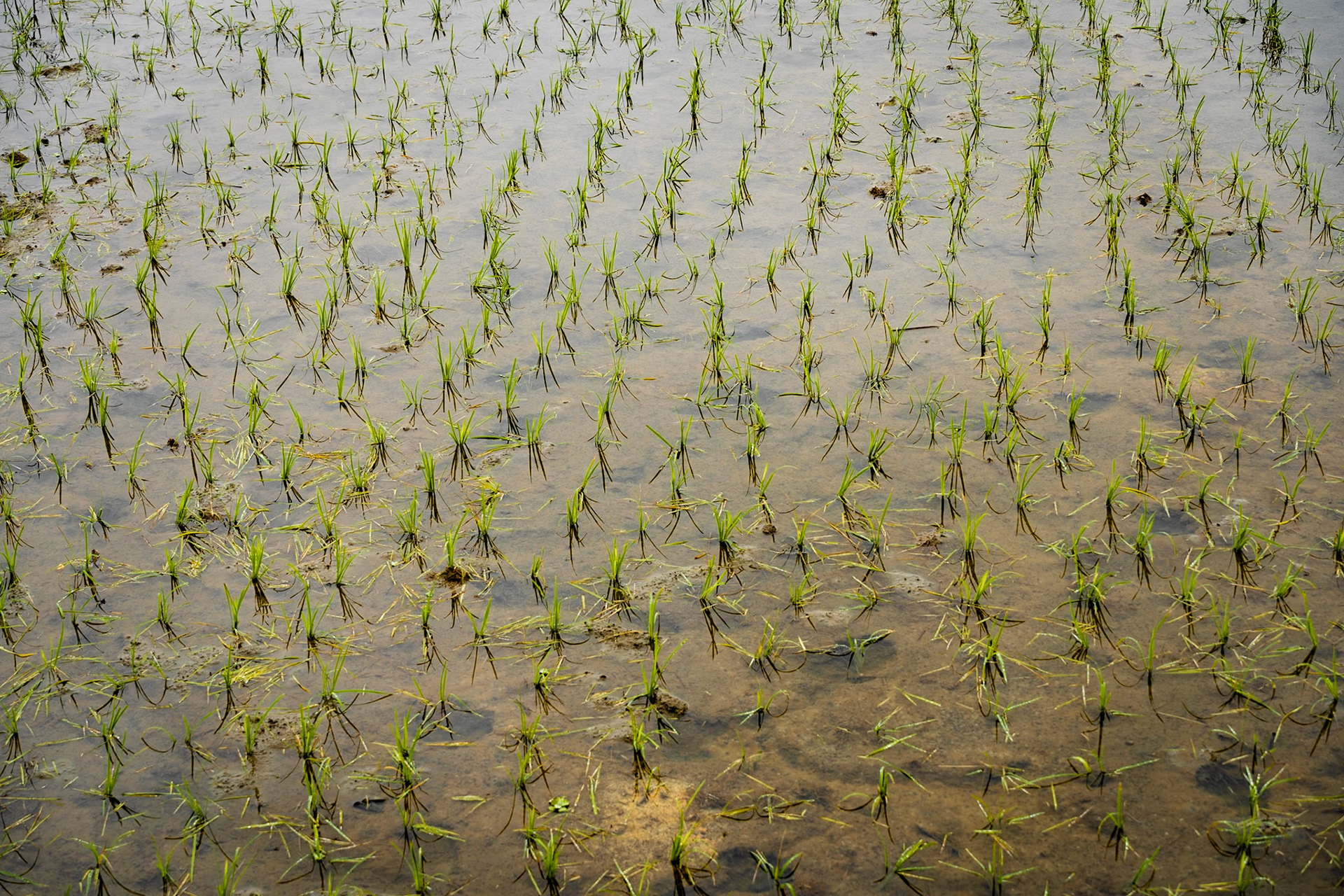 Rice fields of Ninh Binh
