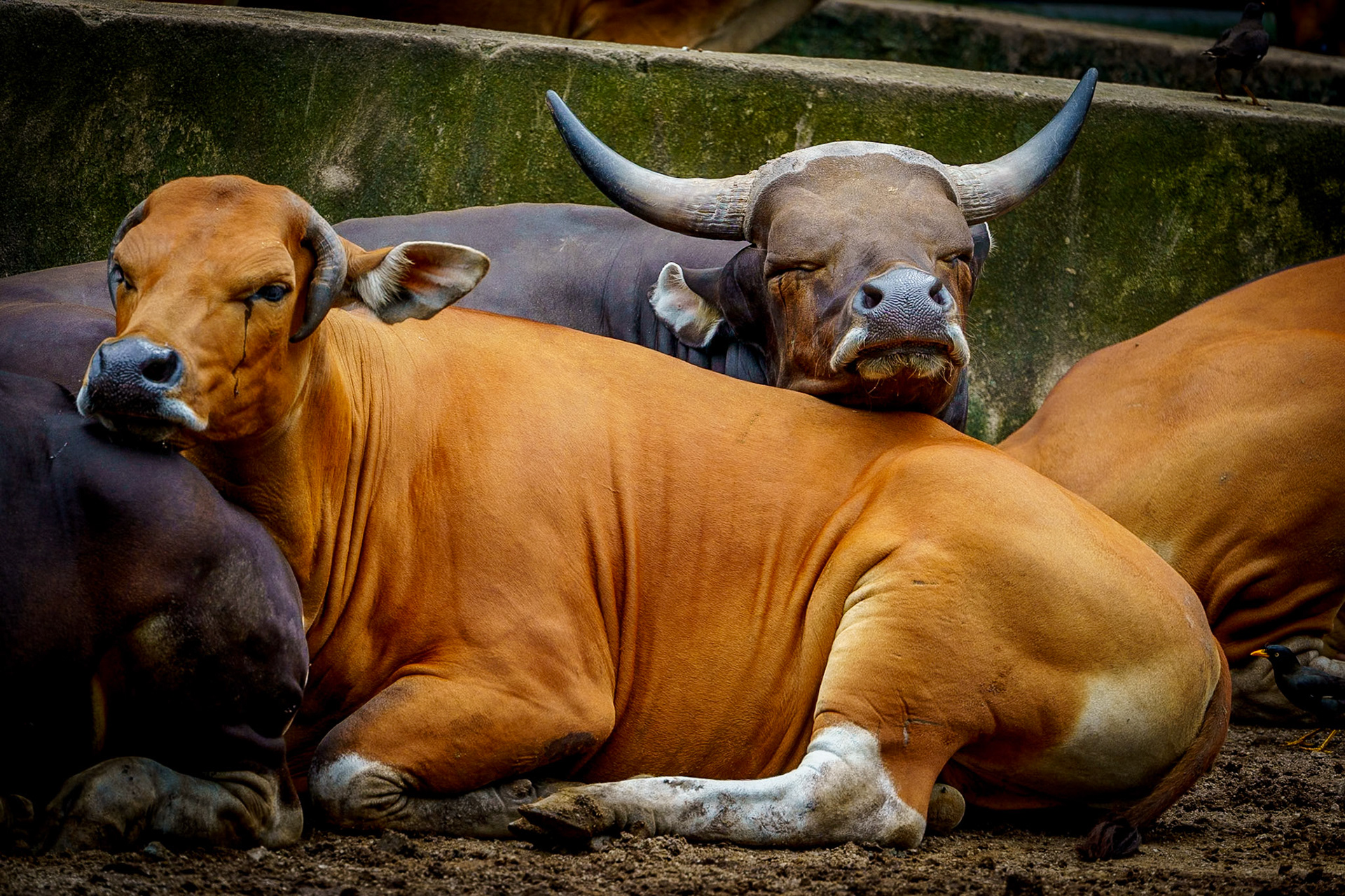Malaysia, Kuala Lumpur
