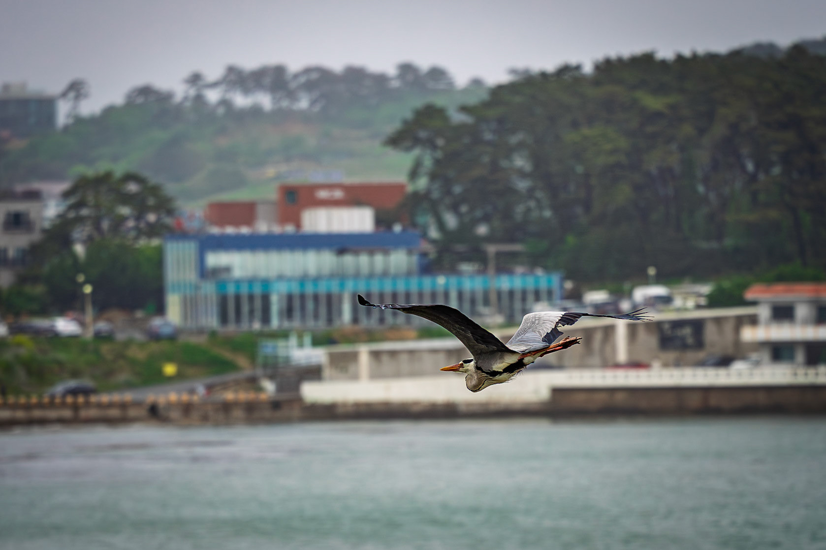 South Korea, Busan. Ardea cinerea