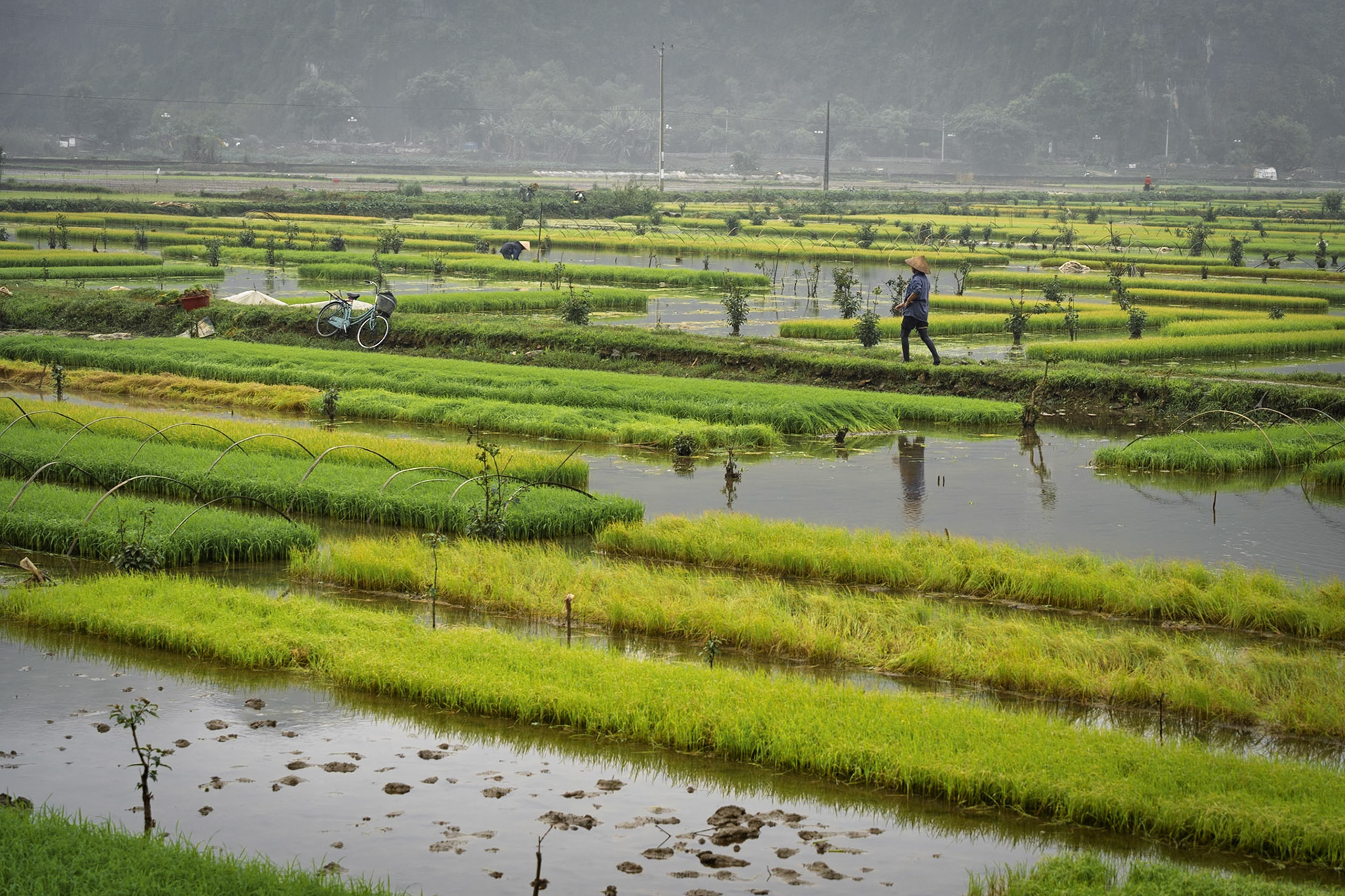 Rice fields of Ninh Binh