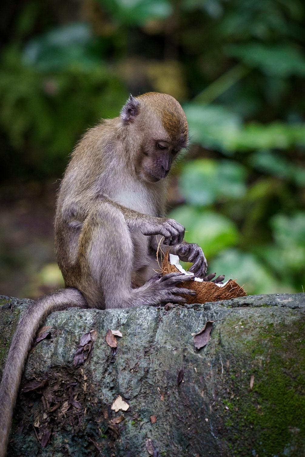 Malaysia, Kuala Lumpur