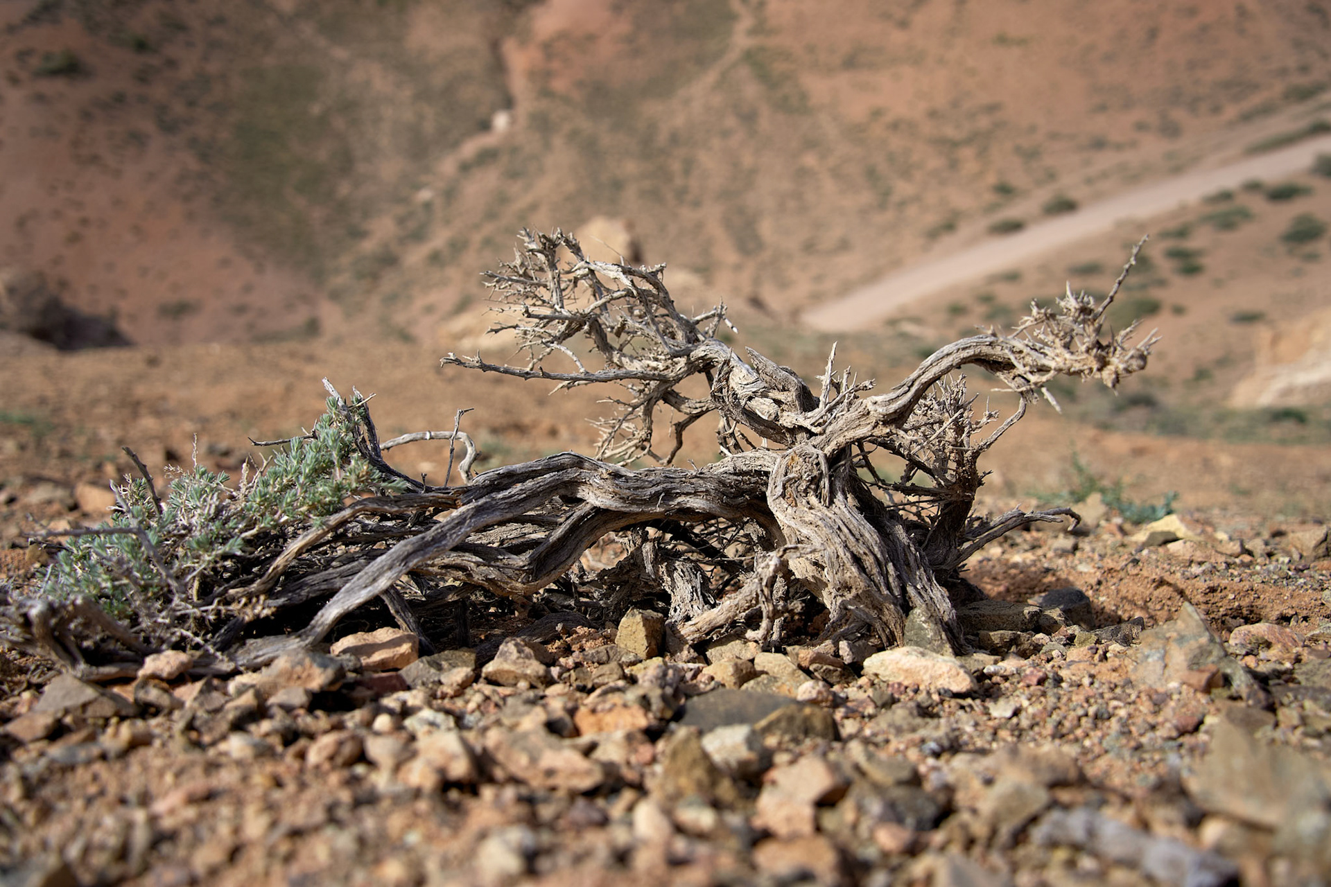 Kazakhstan, Charyn Canyon