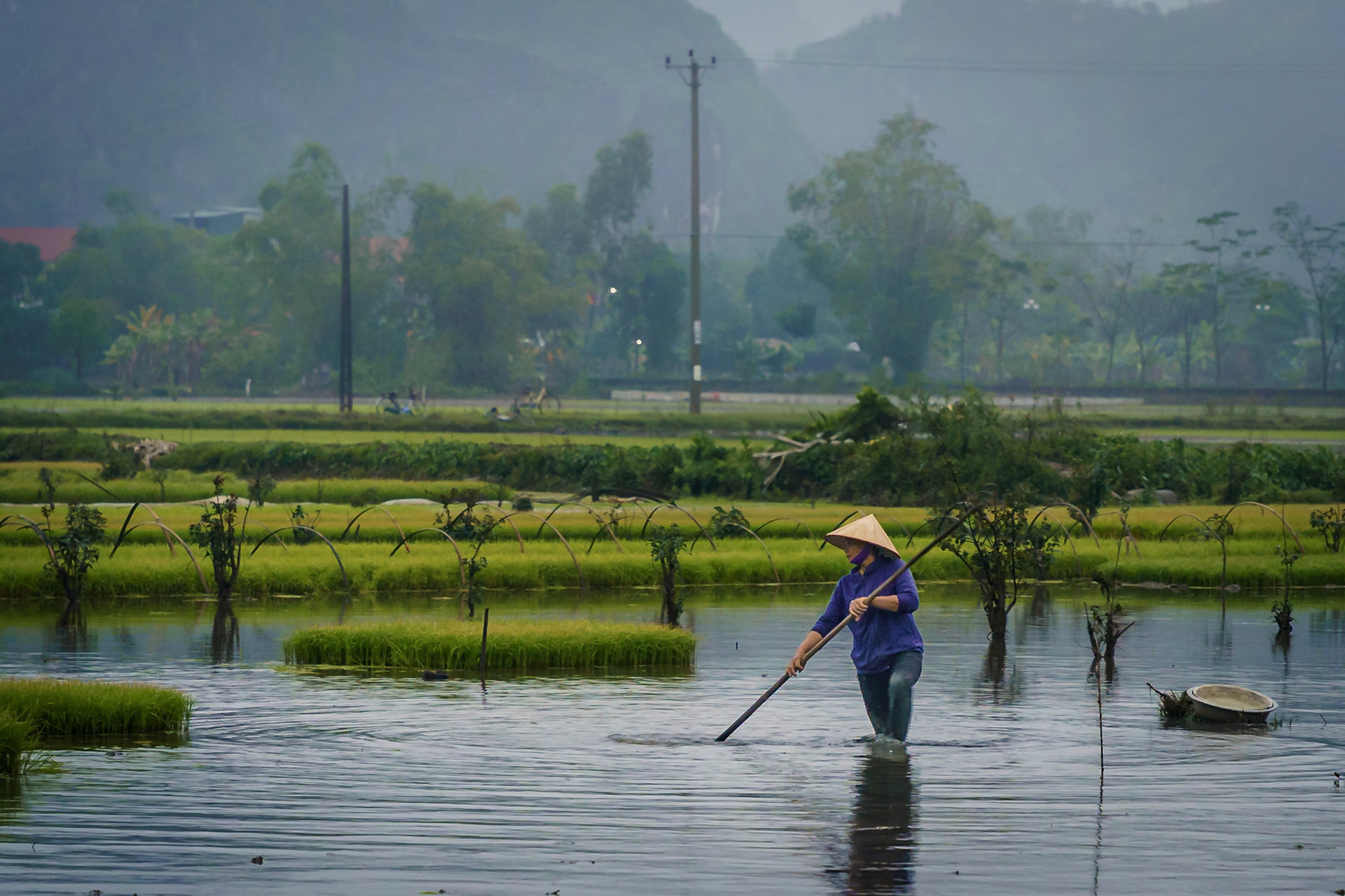 Rice fields of Ninh Binh