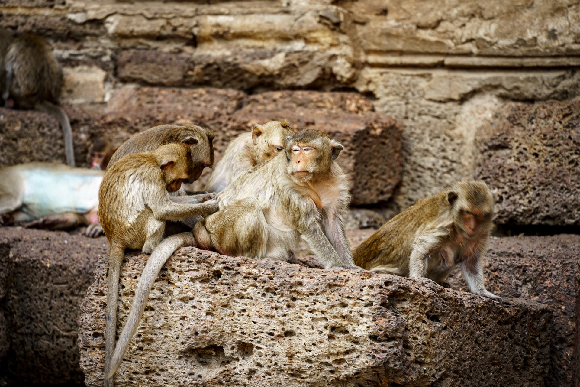 Prang Sam Yod: Monkey Temple