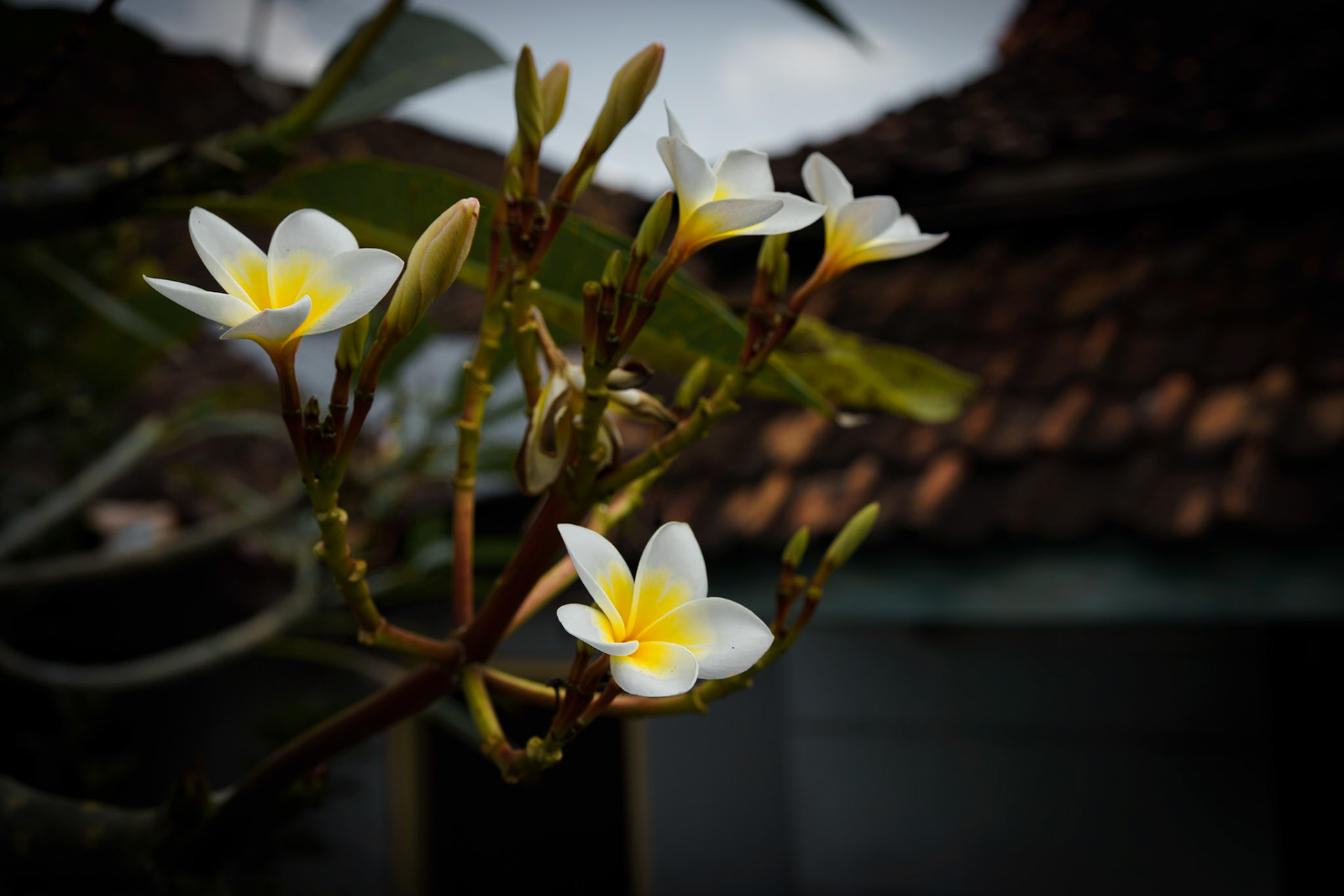 Water Castle of Royal Jogjakarta