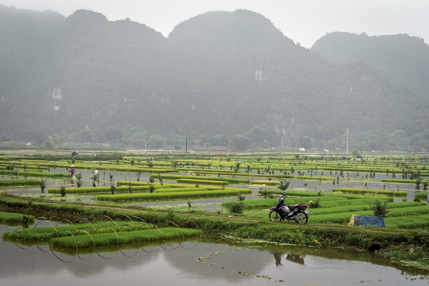 Rice fields of Ninh Binh