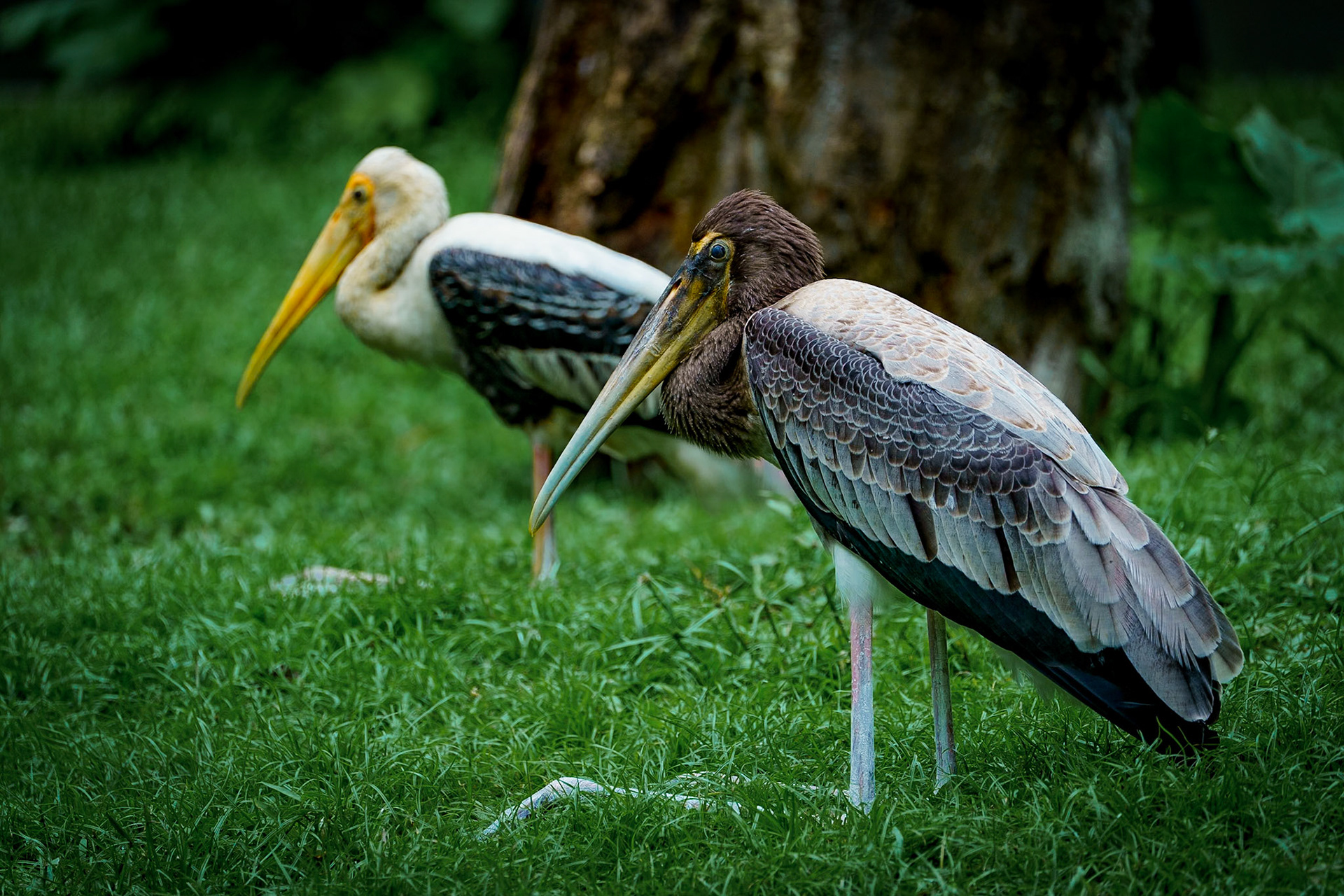 Malaysia, Kuala Lumpur