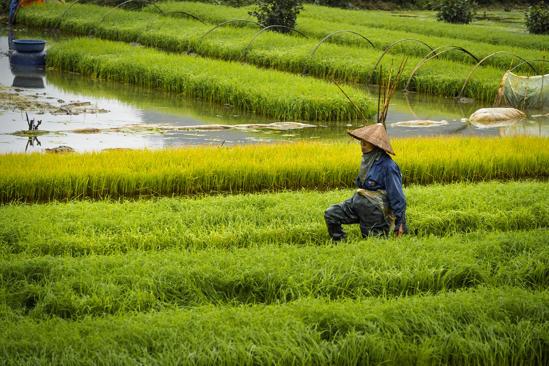 Rice fields of Ninh Binh