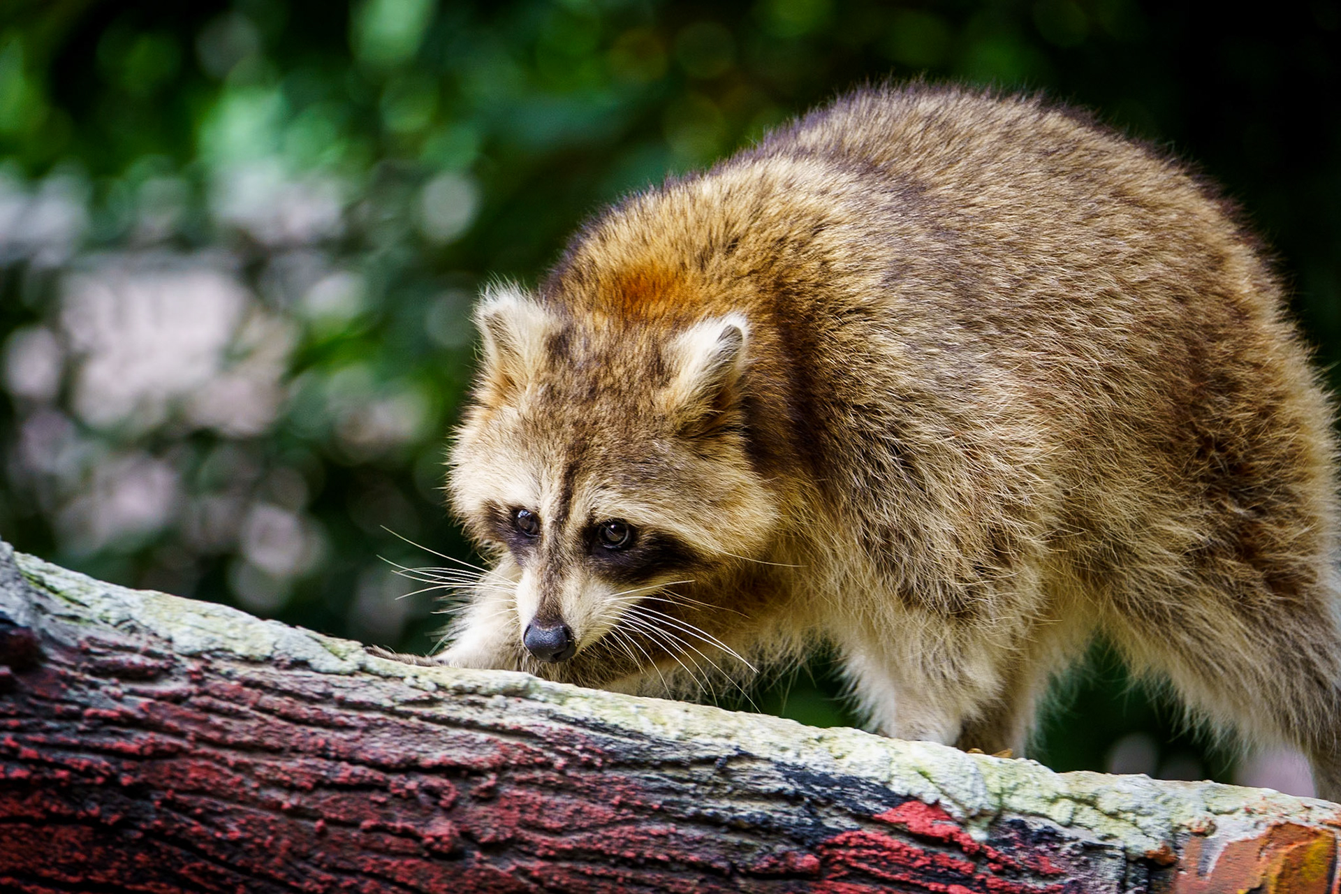 Malaysia, Kuala Lumpur