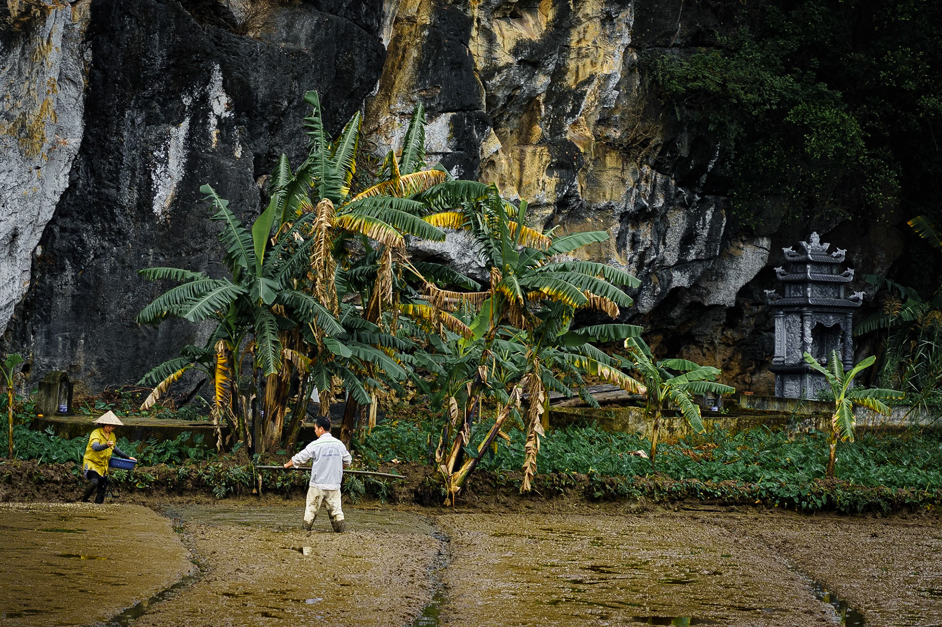 Rice fields of Ninh Binh