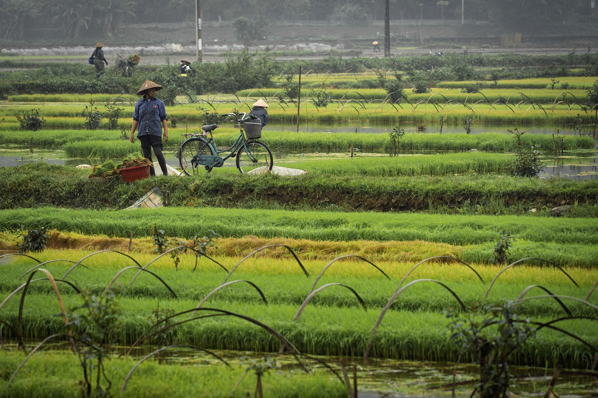 Rice fields of Ninh Binh